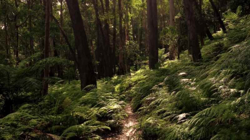 Hike the Ruined Castle Walking Track: A guide to hiking the Ruined Castle Walking Track.