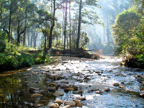 Backpacking the Blue Gum Forest: An adventure backpacking the Blue Gum Forest.