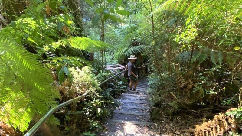 Walk Through the Otway Rainforest: Immersive Nature Experience
