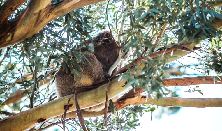See the Koalas at Kennett River: Wildlife Spotting