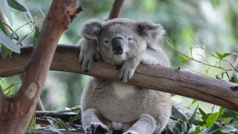 Where to Hold a Koala in Adelaide?